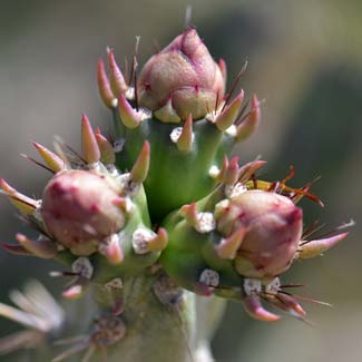 Buckhorn Cholla blooms in the spring and early summer (May to June). There are 4 varieties in this species. Cylindropuntia acanthocarpa